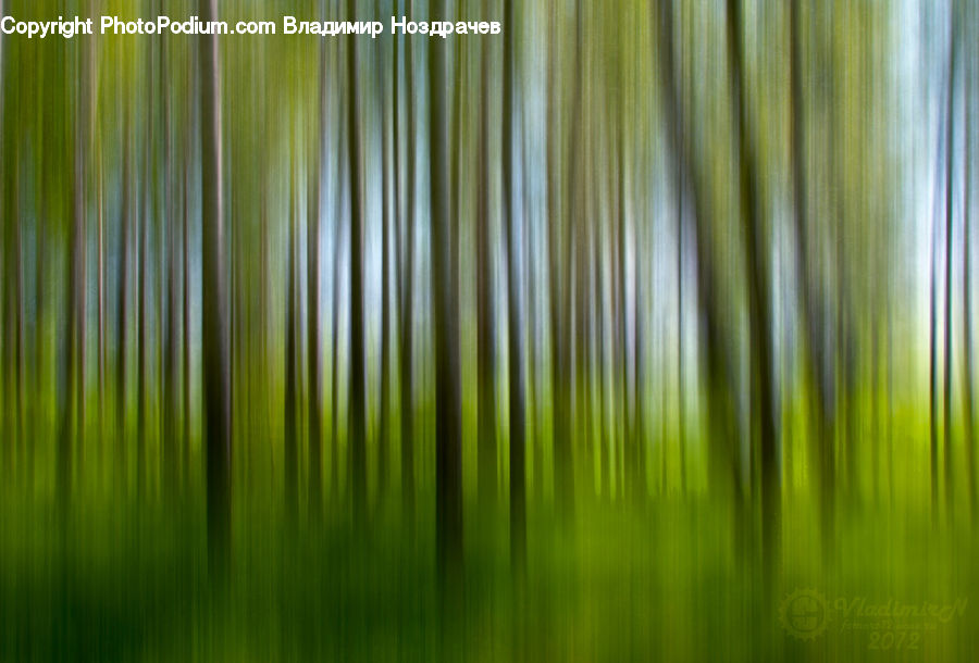 Wood, Forest, Vegetation, Field, Grass, Grassland, Plant