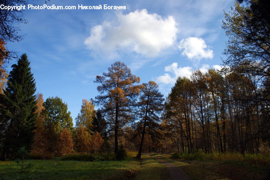 Dirt Road, Gravel, Road, Conifer, Fir, Plant, Tree