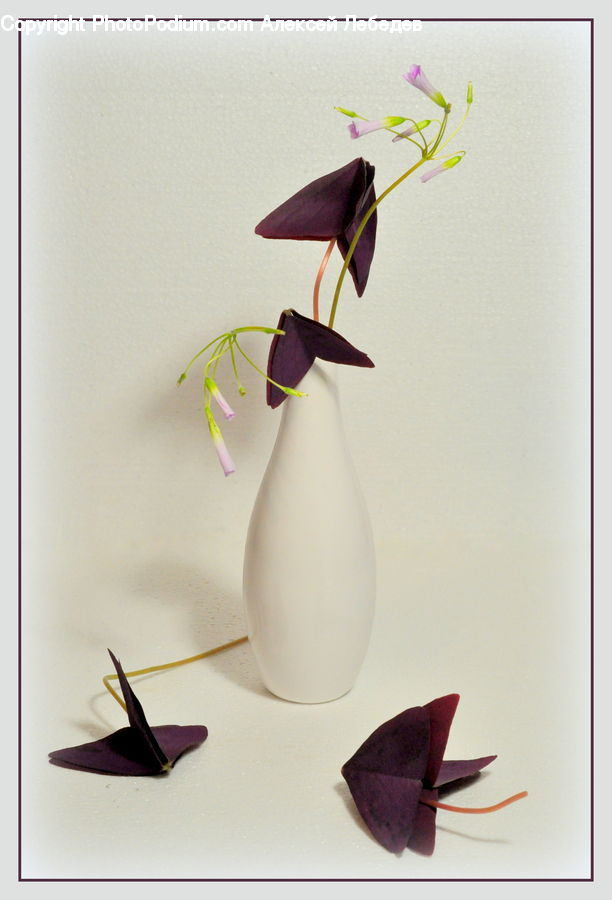 Flower Arrangement, Ikebana, Plant, Potted Plant, Vase, Blossom, Flora