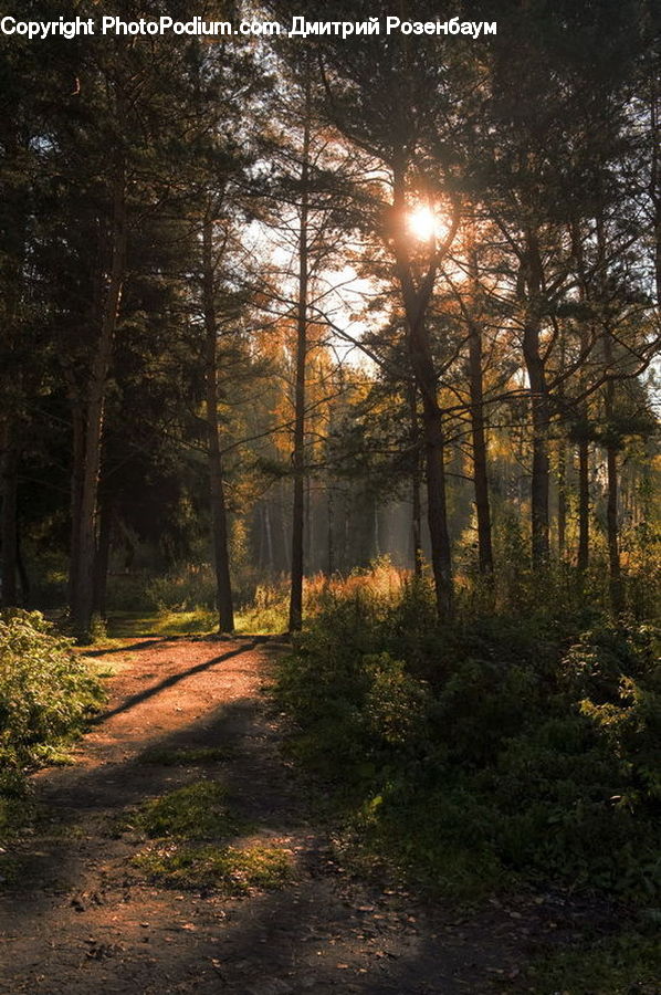 Forest, Vegetation, Dirt Road, Gravel, Road, Conifer, Fir