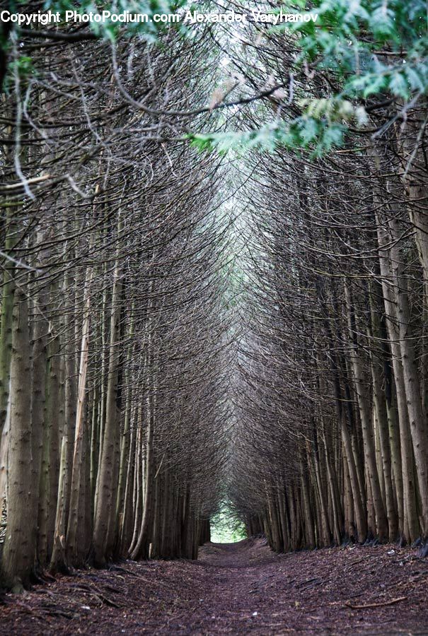 Birch, Tree, Wood, Bamboo, Plant, Forest, Vegetation