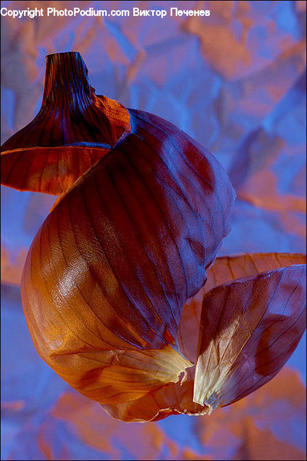 Veins, Aquatic, Water, Blossom, Crocus, Flora, Flower