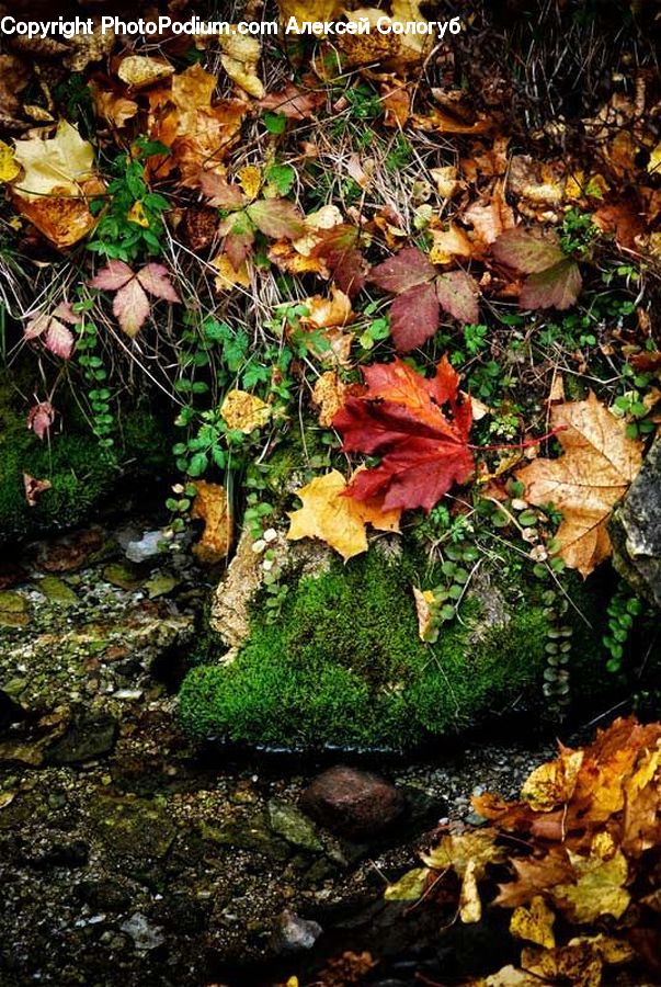 Ivy, Plant, Vine, Potted Plant, Ground, Soil, Maple