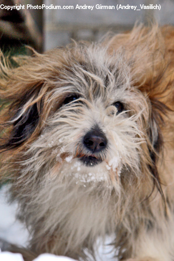 Animal, Pet, Canine, Dog, Mammal, Terrier