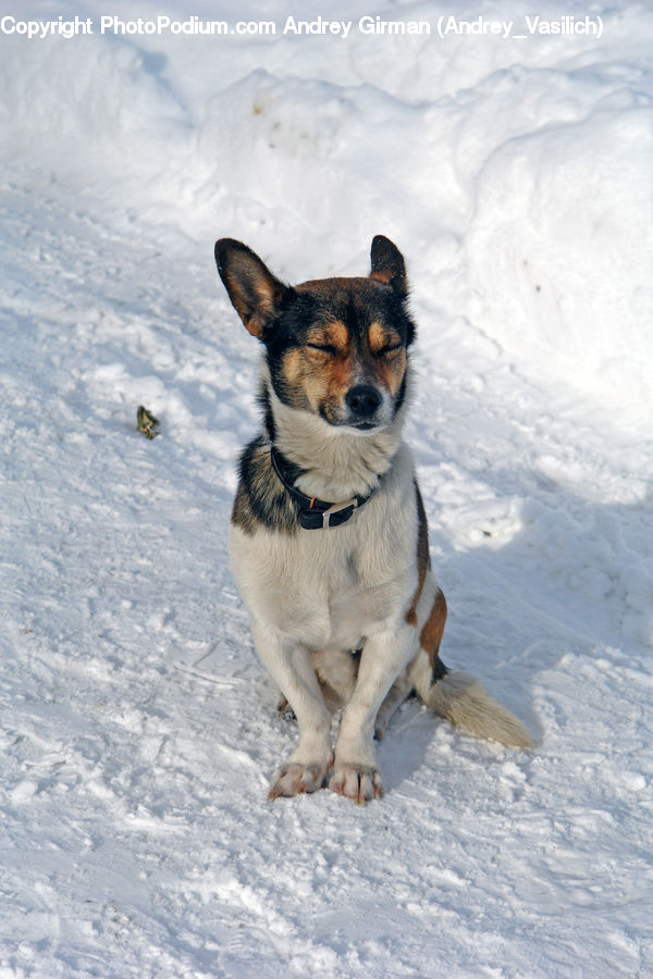 Animal, Canine, Dog, Husky, Mammal, Pet, German Shepherd