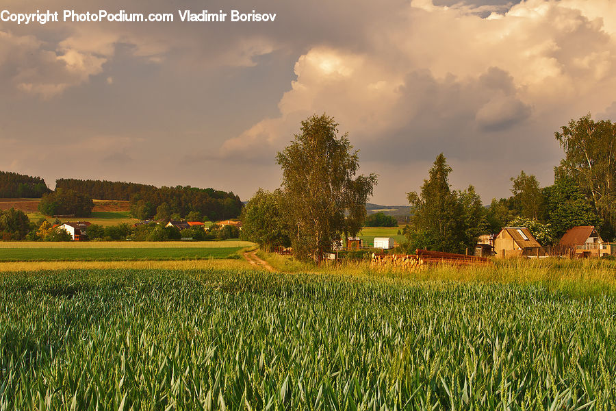 Field, Agriculture, Countryside, Grass, Grassland, Land, Outdoors