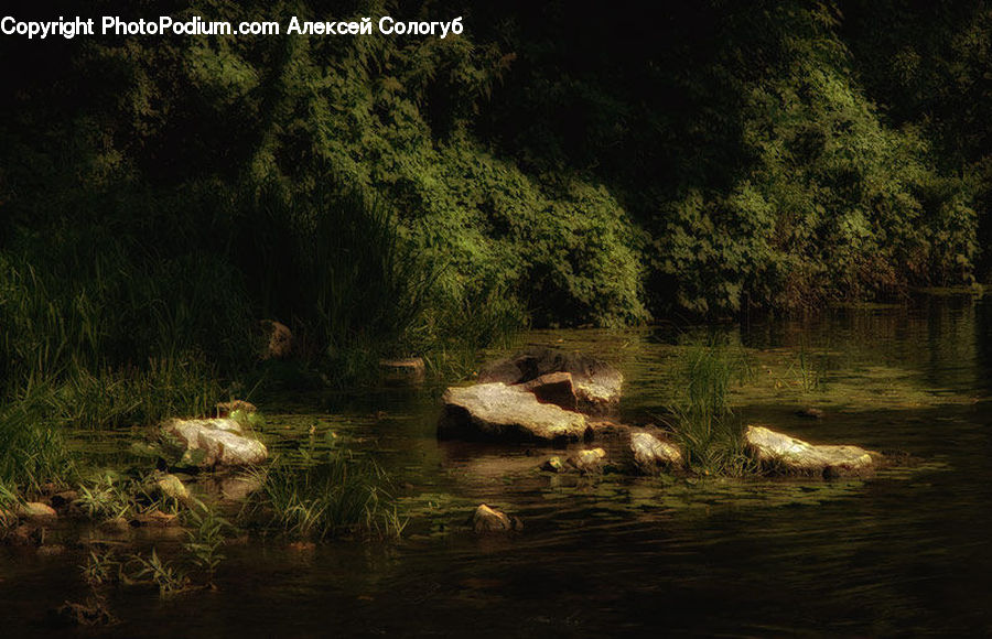 Plant, Potted Plant, Outdoors, Pond, Water, Rock, Forest