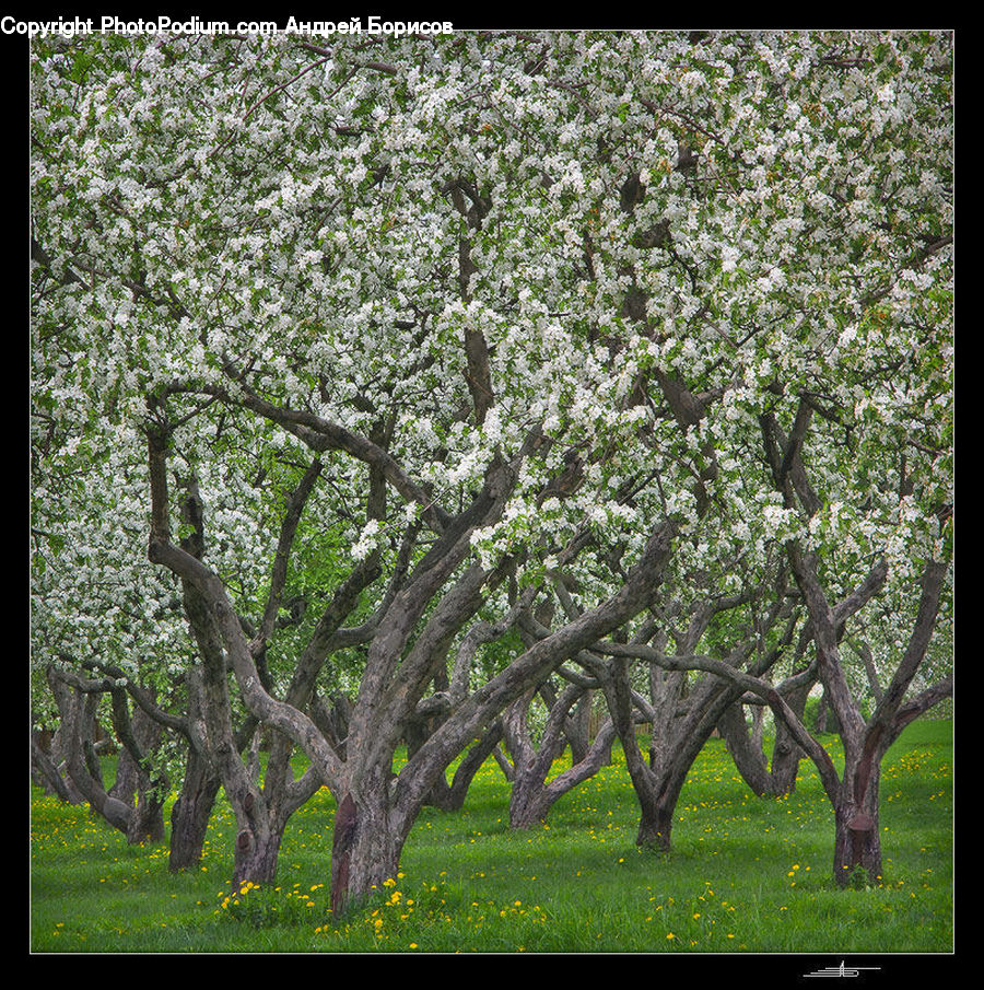 Oak, Tree, Wood, Plant, Blossom, Flora, Flower