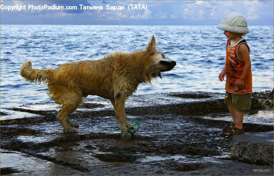People, Person, Human, Animal, Canine, Dog, Golden Retriever