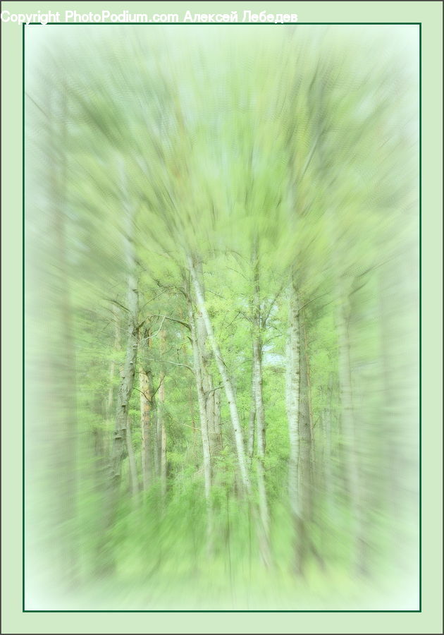 Art, Dill, Plant, Conifer, Fir, Tree, Field