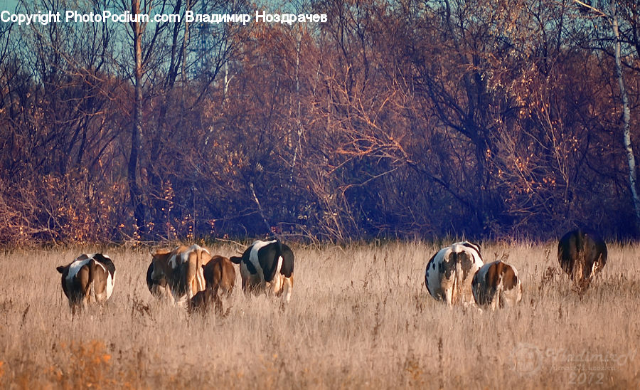 Bird, Crane Bird, Heron, Animal, Cattle, Mammal, Gazelle