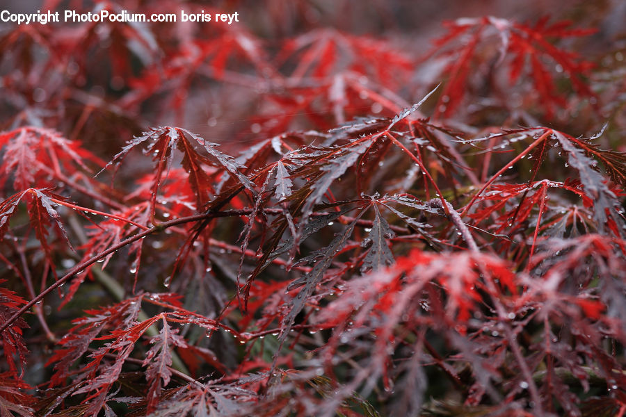 Frost, Ice, Outdoors, Snow, Field, Grass, Grassland