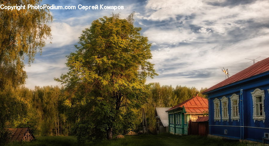 Conifer, Fir, Plant, Tree, Building, Cottage, Housing