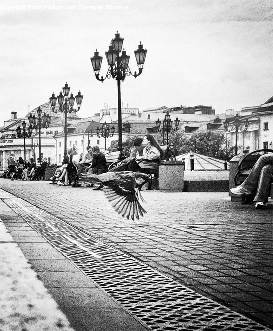 Boardwalk, Deck, Path, Sidewalk, Walkway, Bird, Pigeon