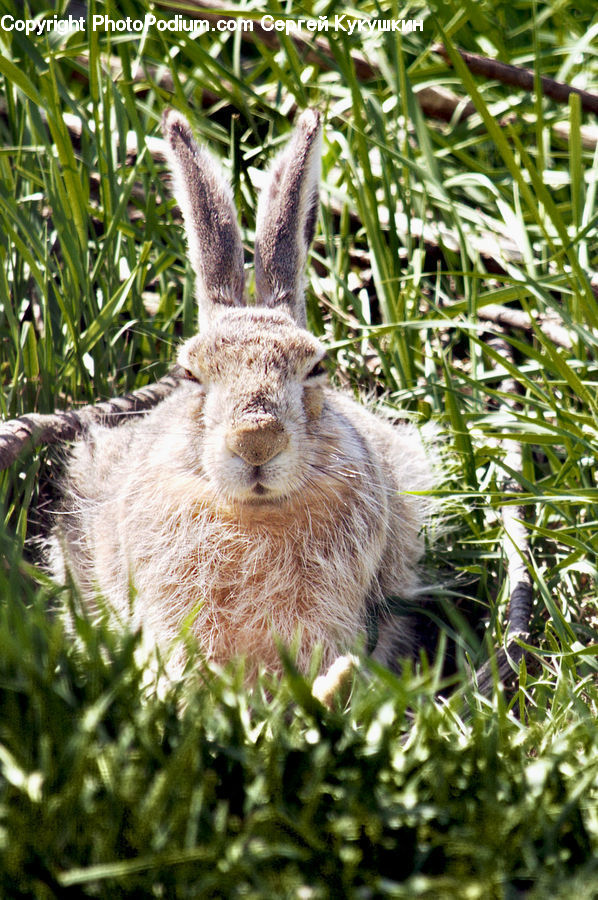 Animal, Bunny, Hare, Mammal, Rabbit, Rodent, Field