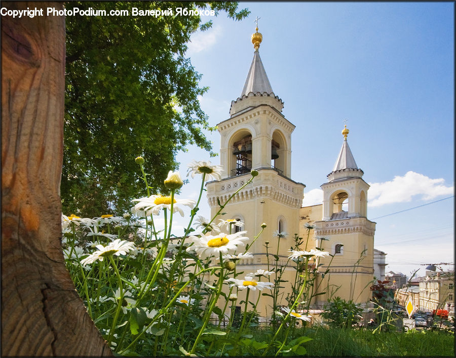 Plant, Potted Plant, Architecture, Bell Tower, Clock Tower, Tower, Blossom