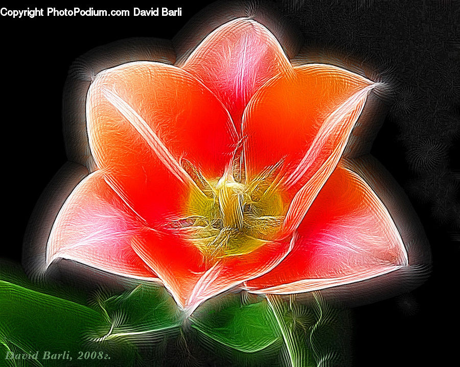 Blossom, Flora, Flower, Plant, Geranium, Petal, Crocus