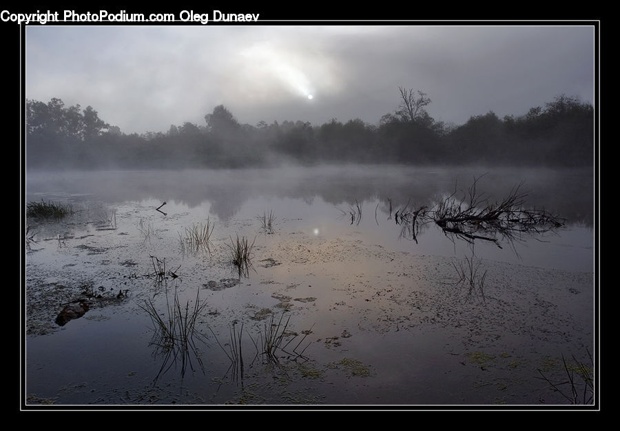 Flood, Land, Marsh, Pond, Swamp, Water