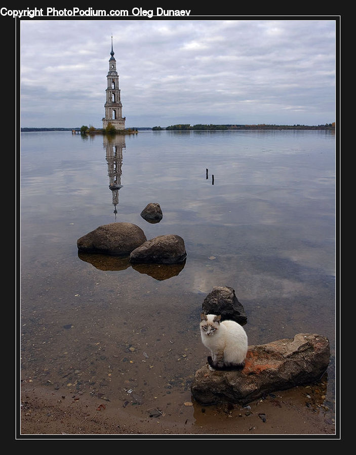 Rock, Bird, Booby, Outdoors, Sea, Water, Adorable