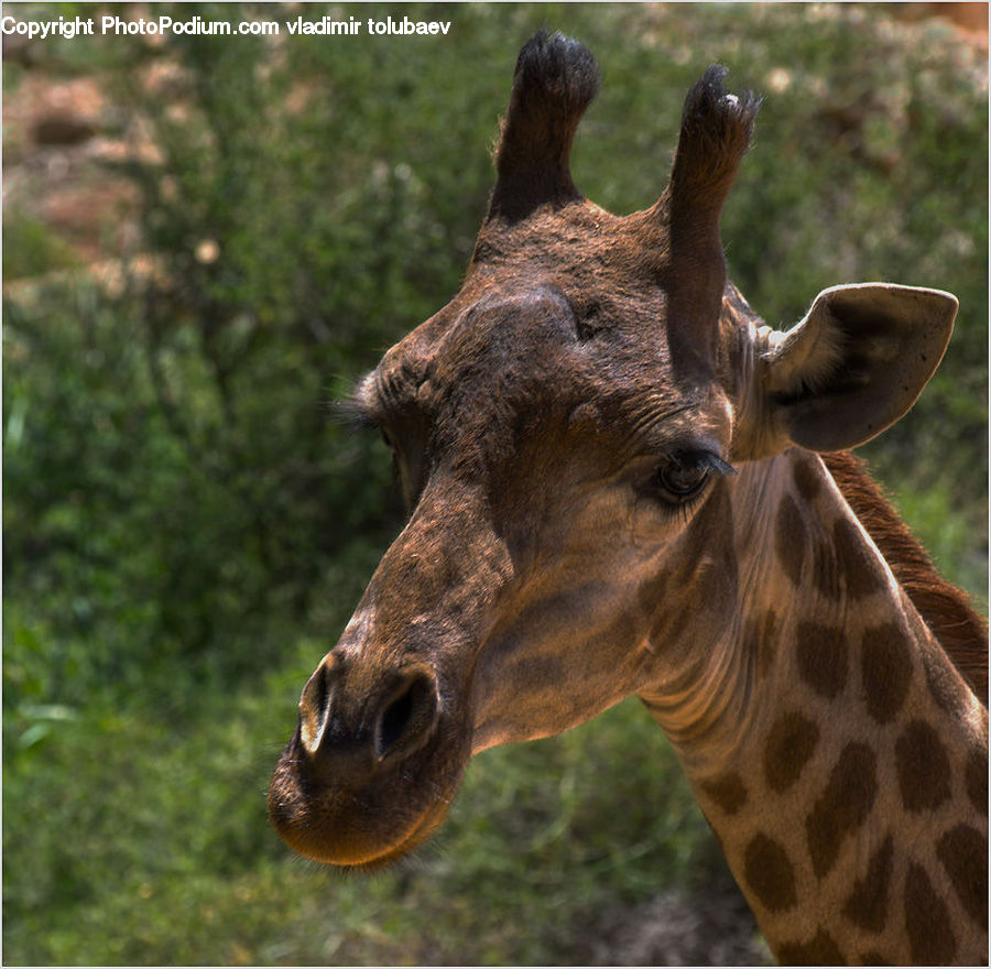 Animal, Giraffe, Mammal, Deer, Wildlife