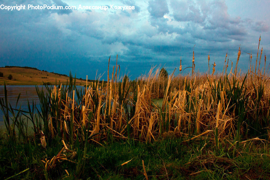 Field, Grass, Grassland, Plant, Grain, Wheat, Land