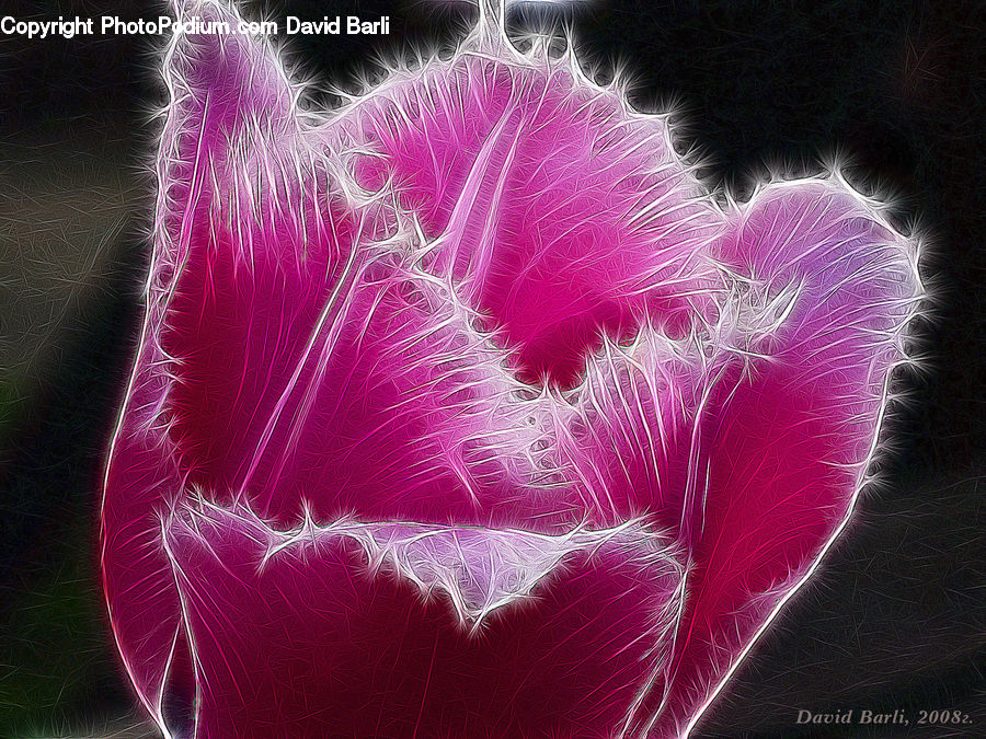 Blossom, Carnation, Flower, Plant, Flora, Cactus