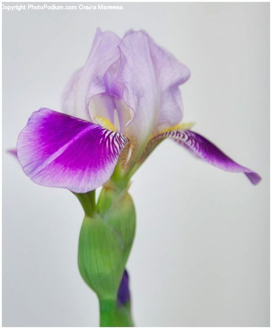 Flora, Flower, Gladiolus, Plant, Iris, Blossom, Crocus