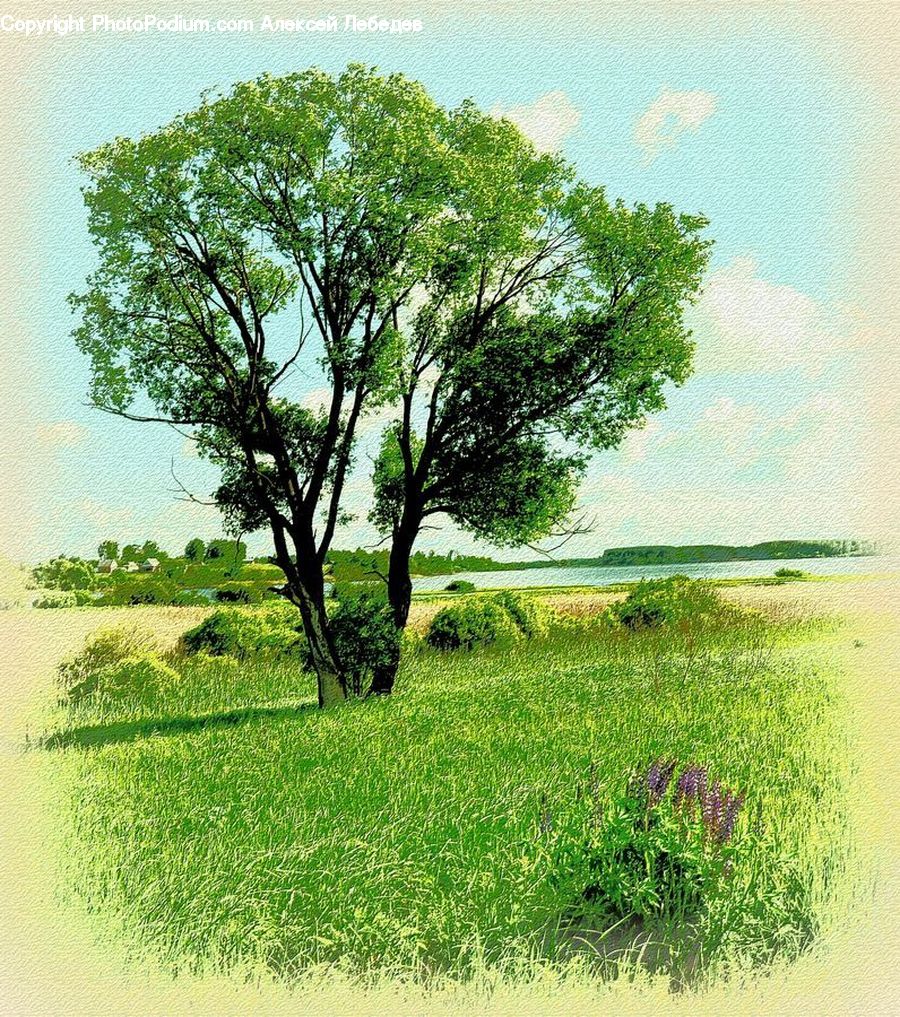 Plant, Tree, Oak, Wood, Field, Grass, Grassland