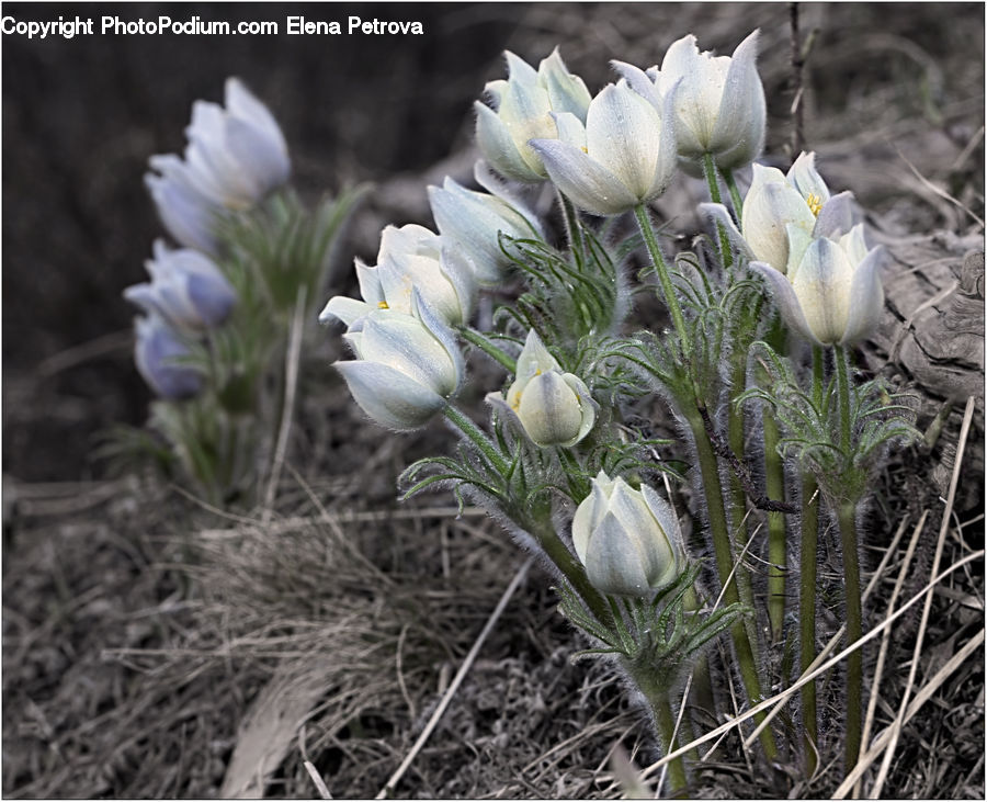 Blossom, Crocus, Flora, Flower, Plant, Astragalus, Grass