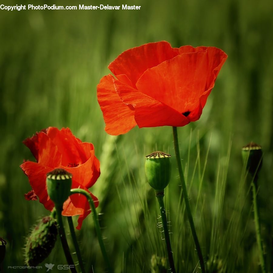 Blossom, Flora, Flower, Plant, Poppy, Cactus, Geranium
