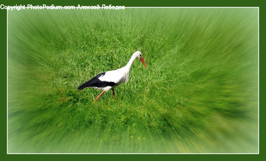 Bird, Stork, Crane Bird, Heron, Field, Grass, Grassland