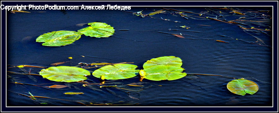 Flower, Lily, Plant, Pond Lily, Leaf, Blossom, Flora