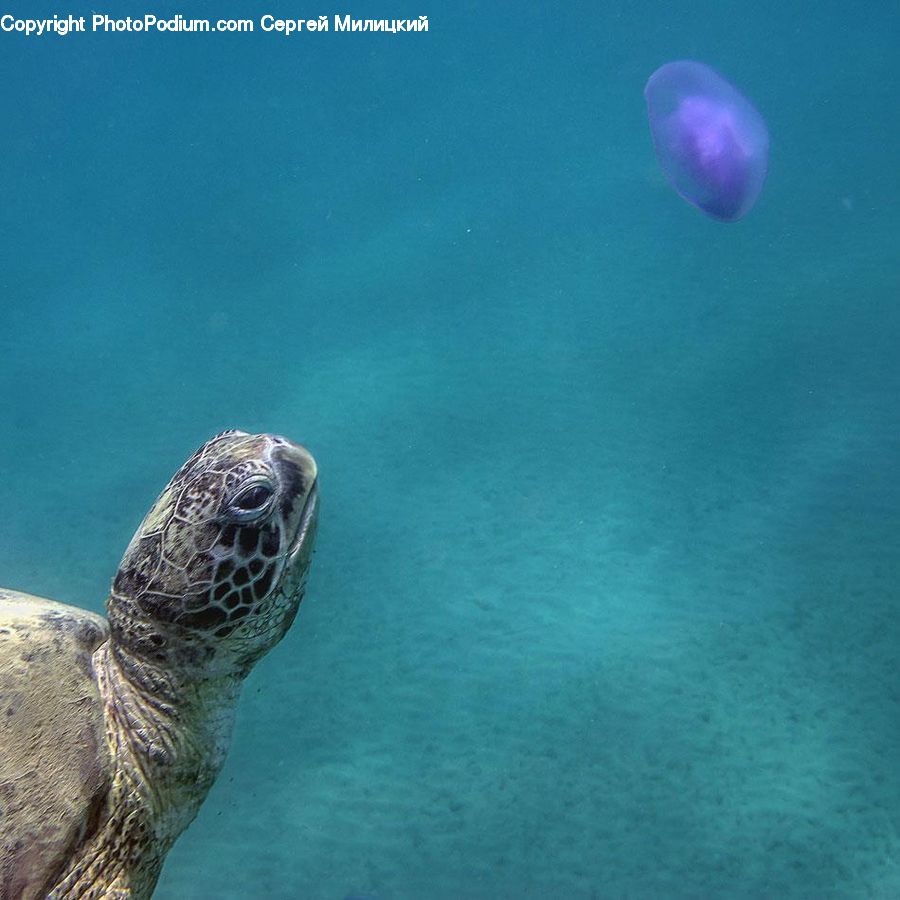 Reptile, Sea Life, Tortoise, Turtle, Sea Turtle, Animal, Mammal