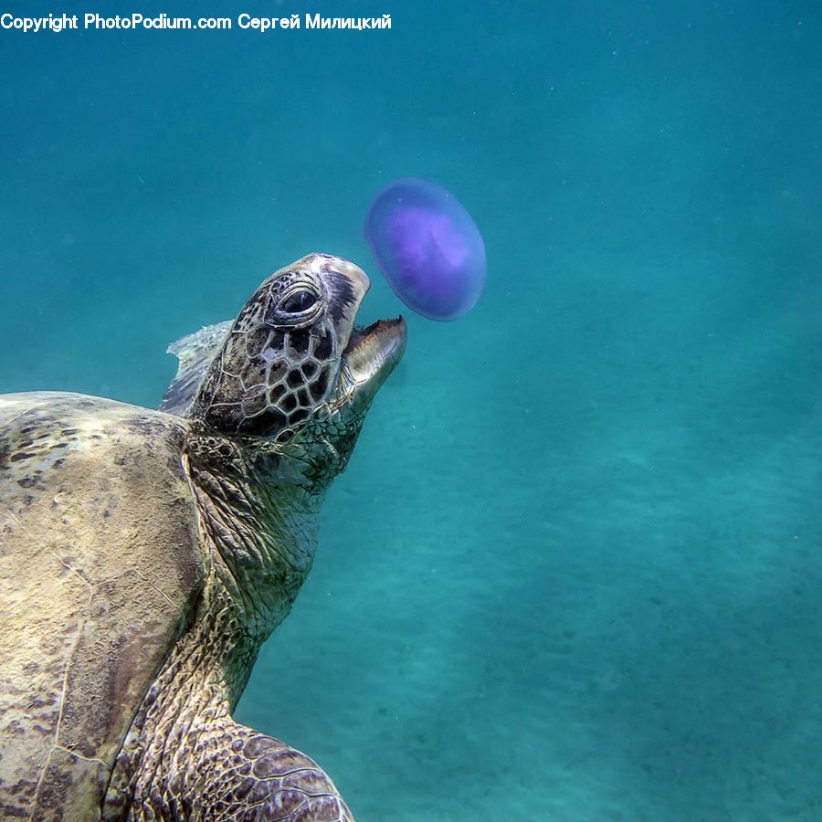 Animal, Mammal, Sea Life, Sea Lion, Seal, Reptile, Tortoise