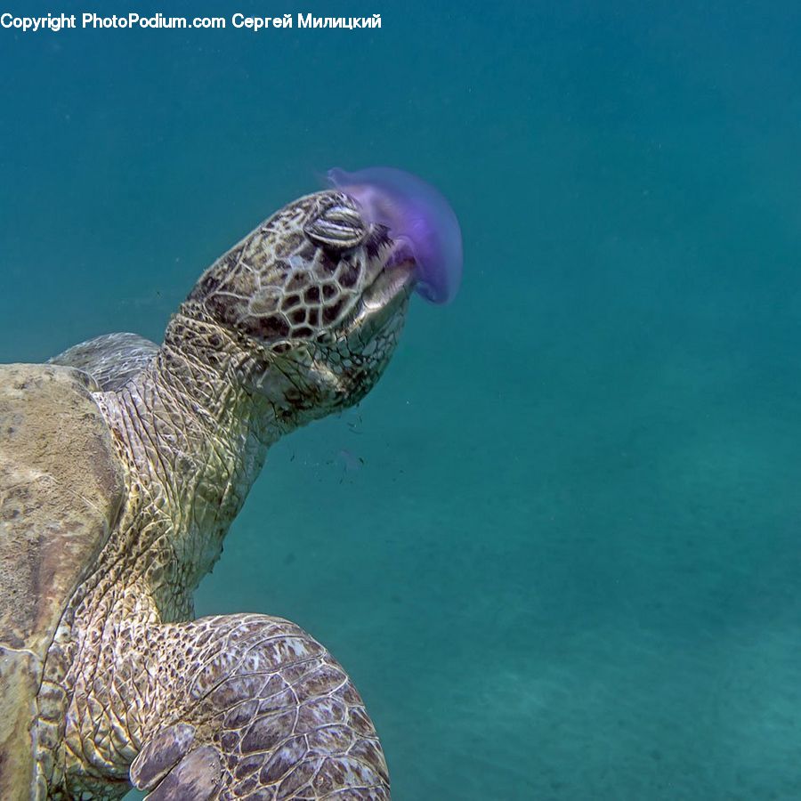 Reptile, Sea Life, Sea Turtle, Tortoise, Turtle, Aquatic, Water
