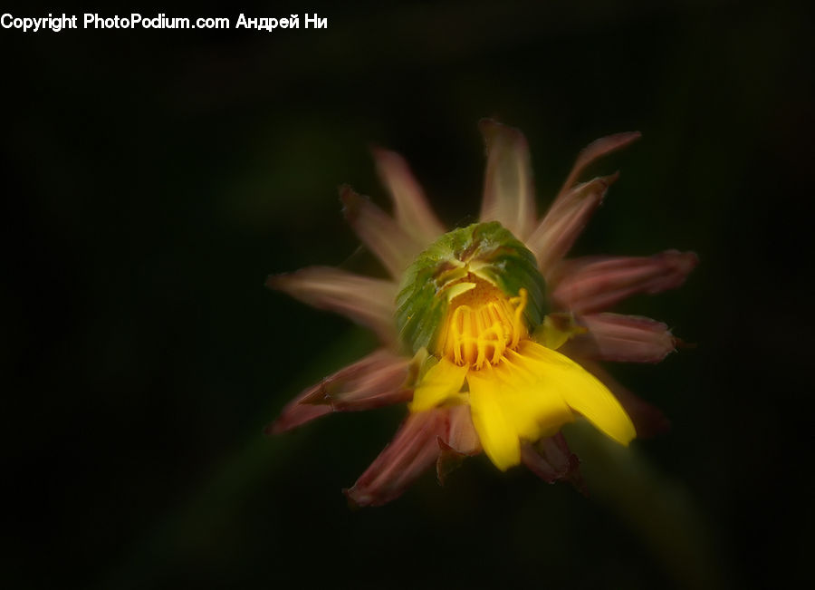 Flora, Flower, Gladiolus, Plant, Amaryllis, Asteraceae, Blossom