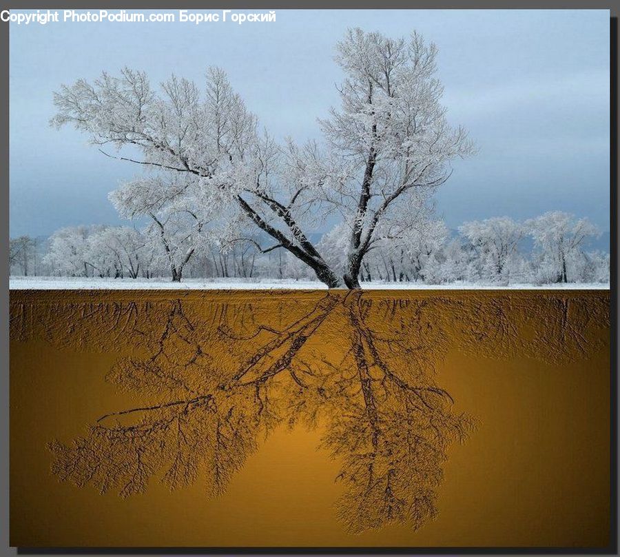 Frost, Ice, Outdoors, Snow, Plant, Tree, Blossom