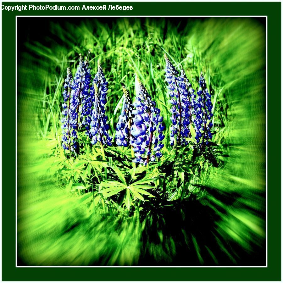 Plant, Fiber, Hemp, Brochure, Flyer, Poster, Art
