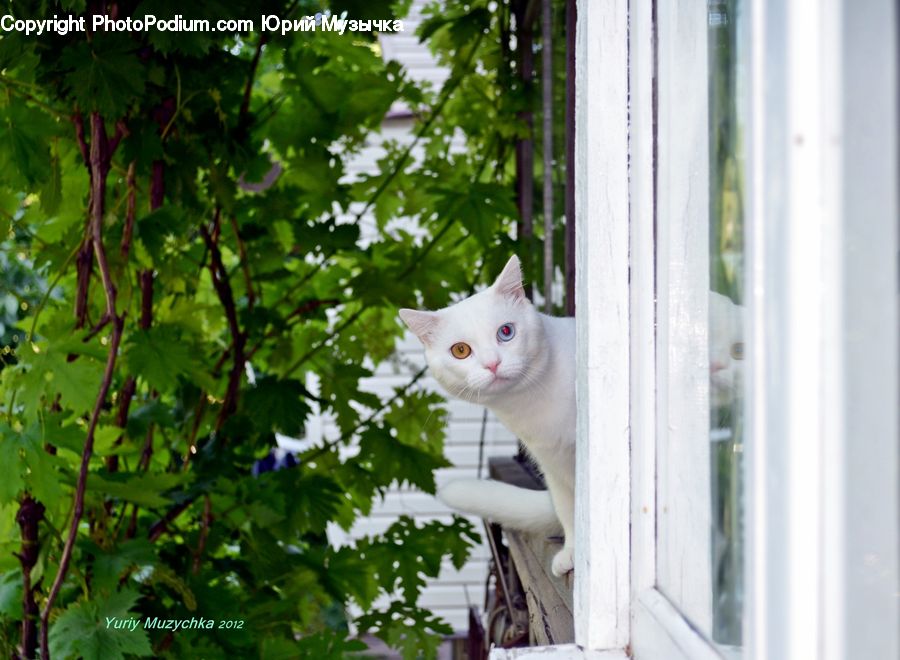 Animal, Cat, Mammal, Manx, Pet, Kitten, Siamese