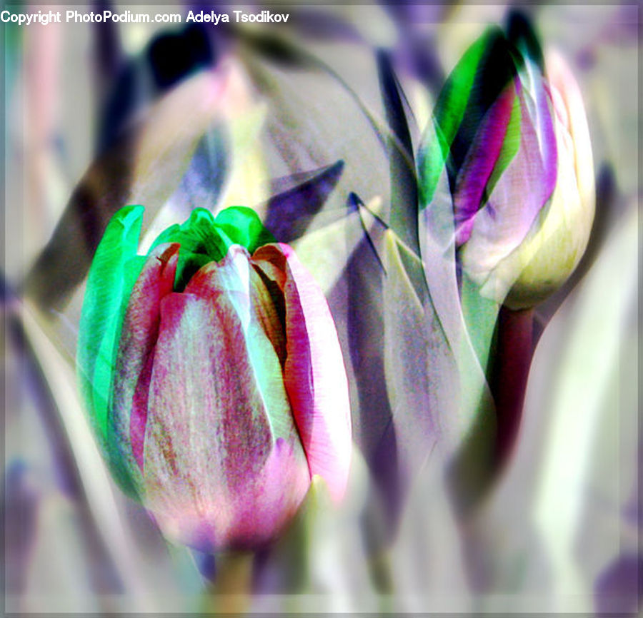 Bud, Plant, Blossom, Flora, Flower, Geranium, Crocus