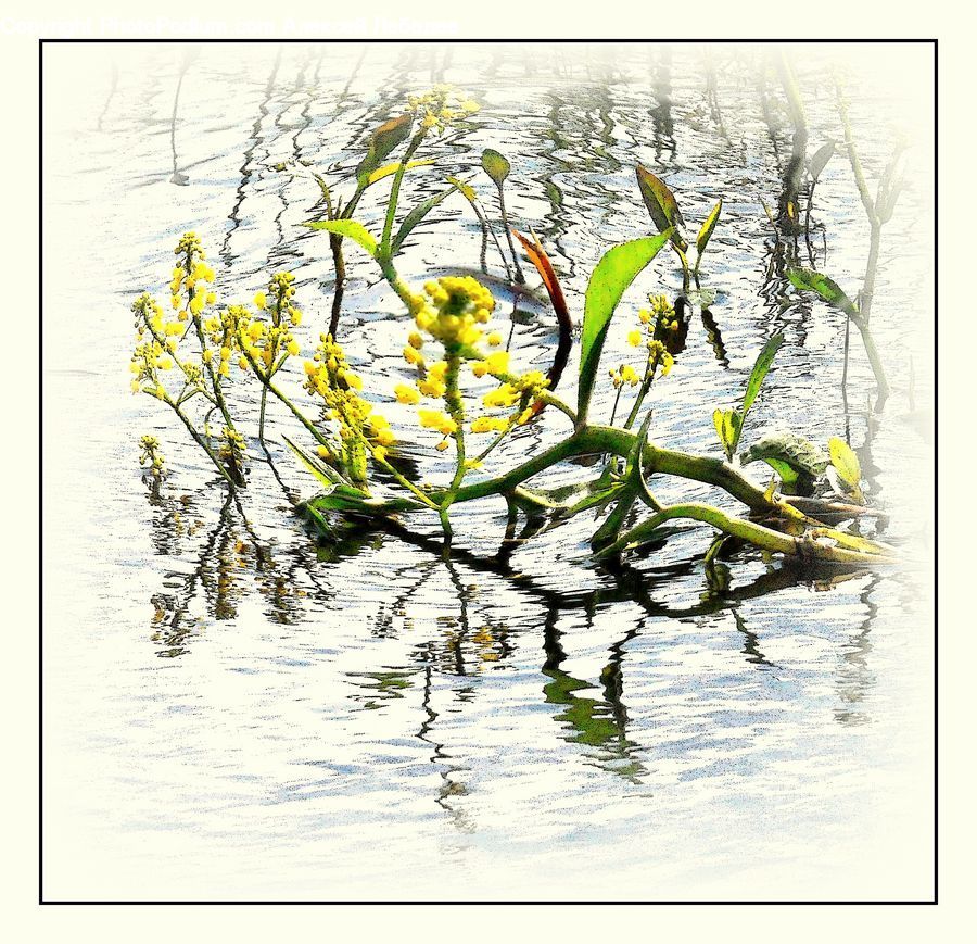 Flower, Lily, Plant, Pond Lily, Art, Modern Art, Floral Design