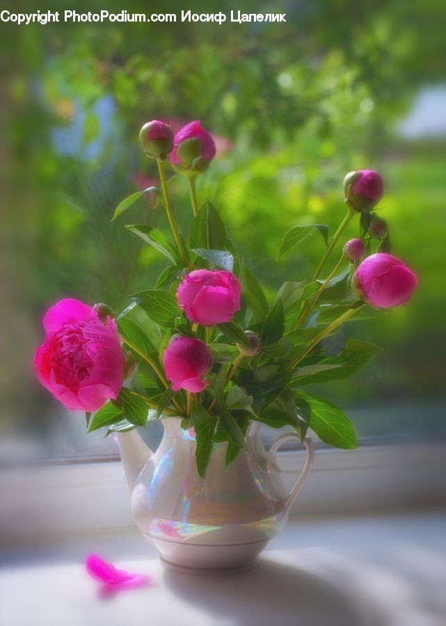 Blossom, Flower, Peony, Plant, Potted Plant, Flora, Geranium
