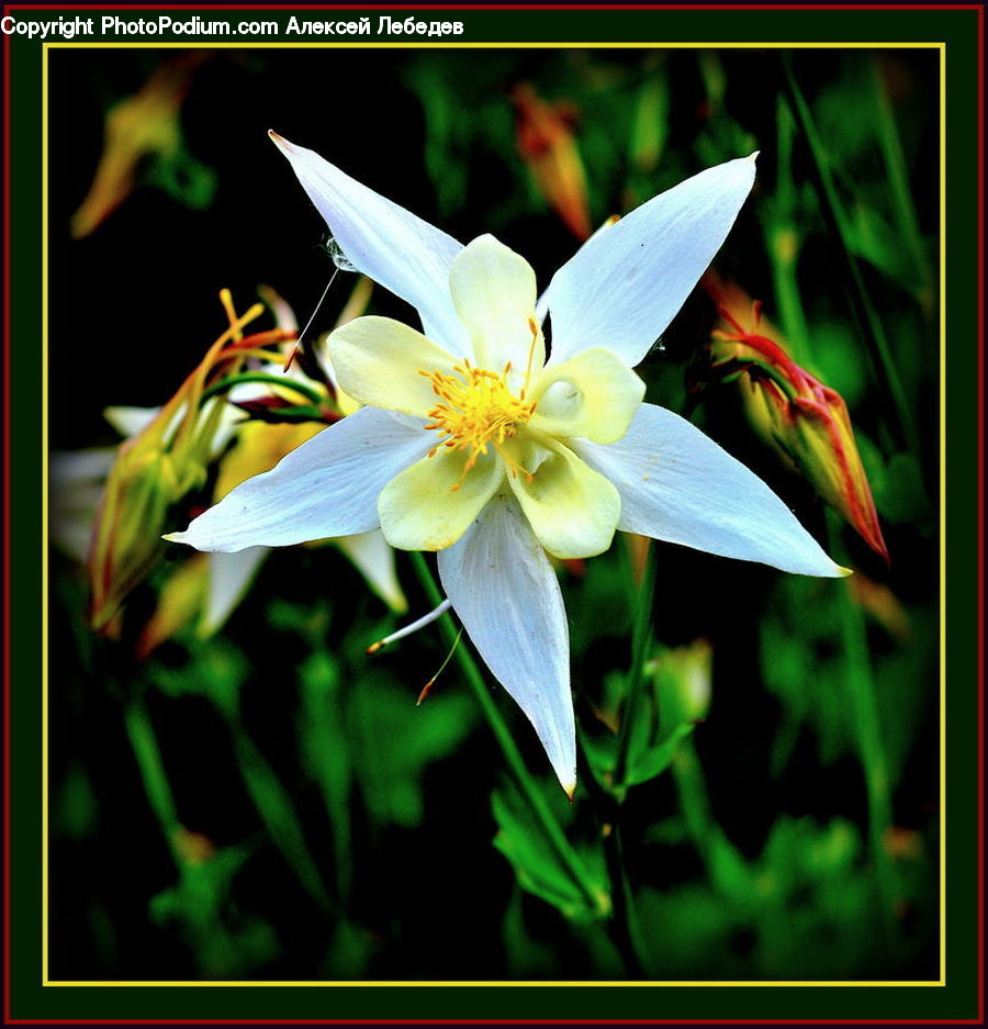 Aquilegia, Blossom, Flora, Flower, Plant, Lily, Daffodil
