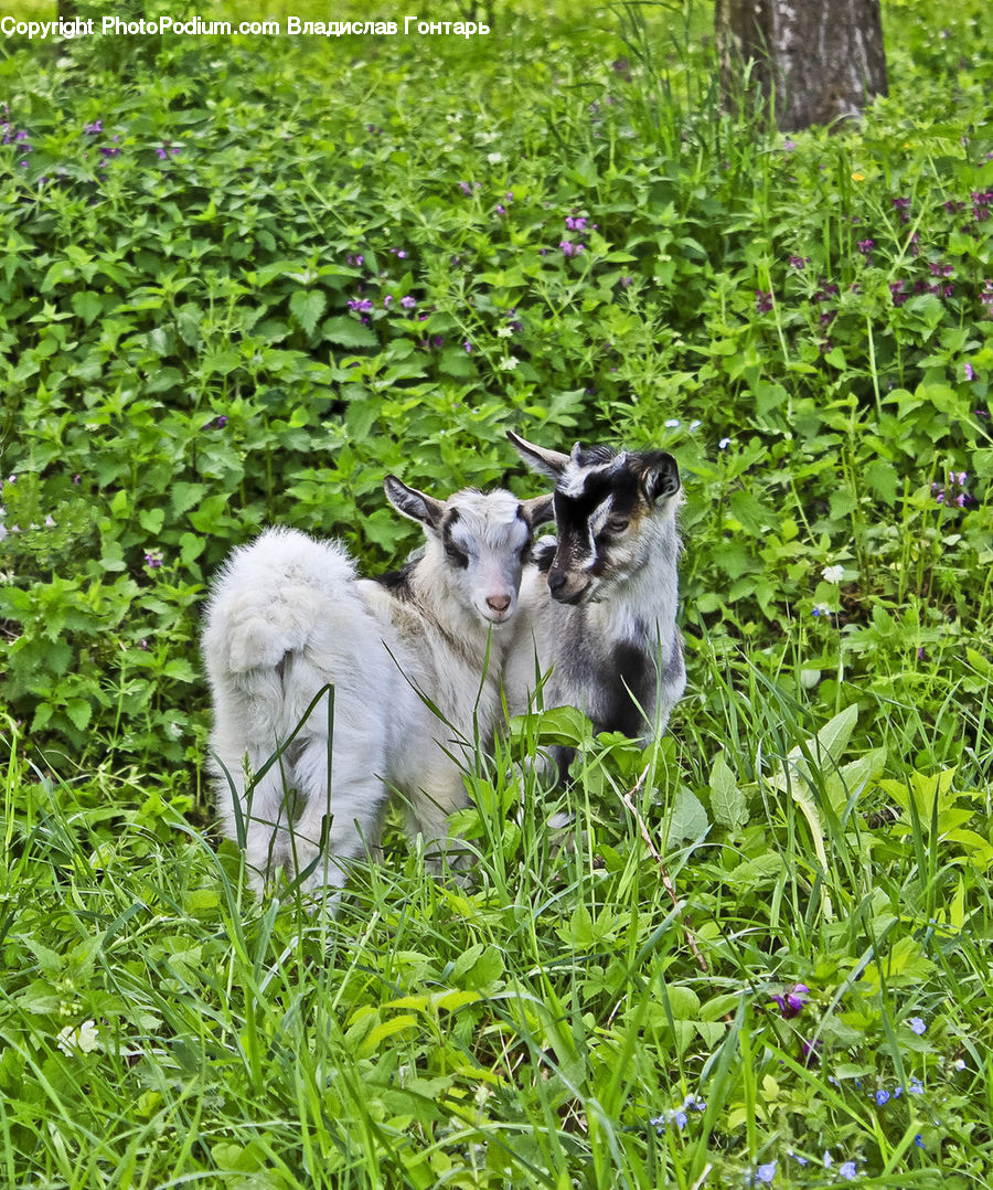Adorable, Animal, Goat, Mammal, Mountain Goat, Countryside, Outdoors