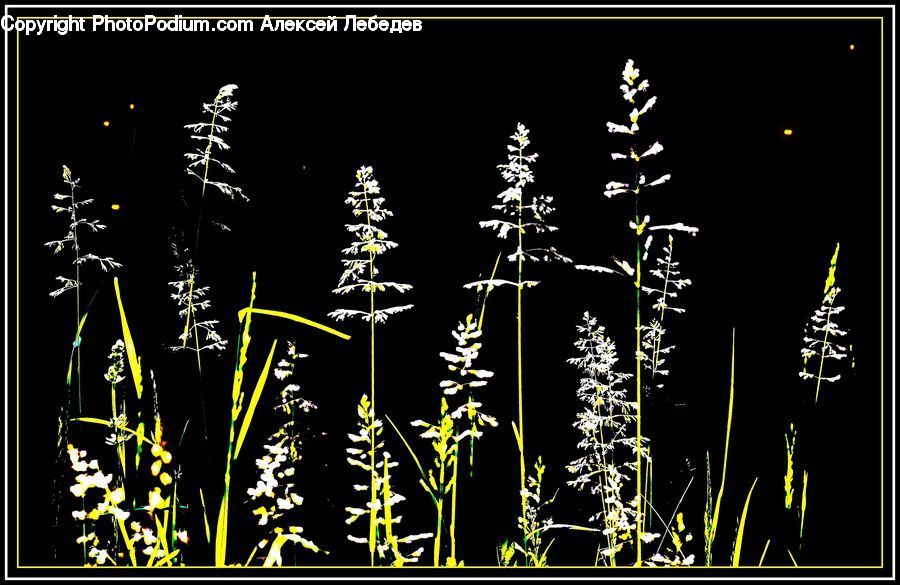 Fireworks, Night, Brochure, Flyer, Poster, Field, Grass