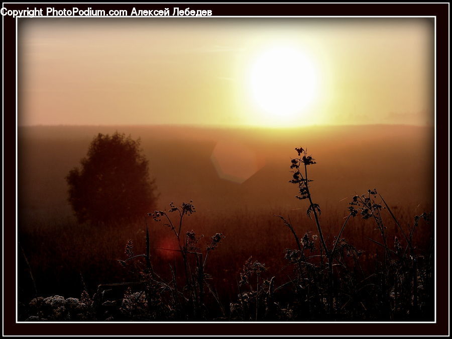 Plant, Potted Plant, Dawn, Dusk, Sky, Sunrise, Sunset