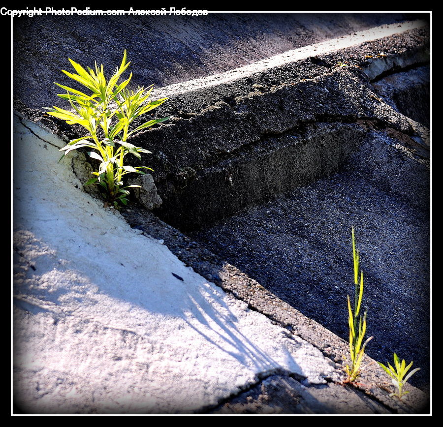 Asphalt, Tarmac, Plant, Pavement, Soil, Dirt Road, Gravel