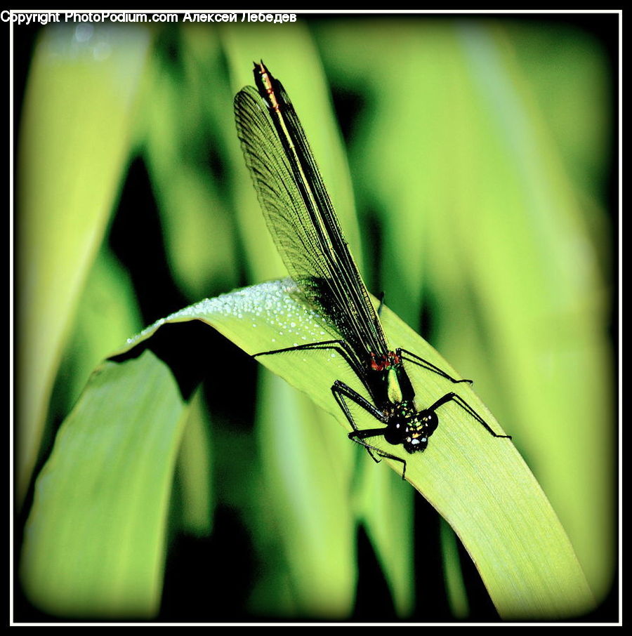 Anisoptera, Dragonfly, Insect, Invertebrate