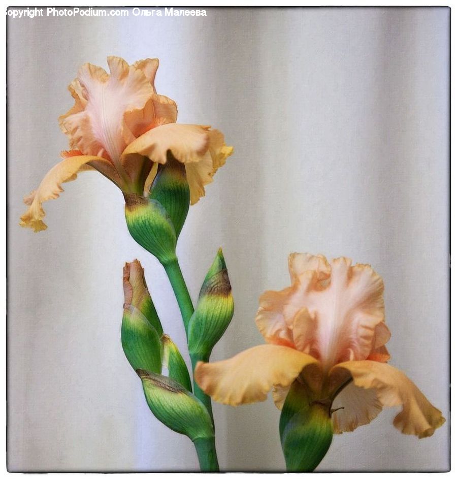 Flora, Flower, Gladiolus, Plant, Flower Arrangement, Ikebana, Potted Plant