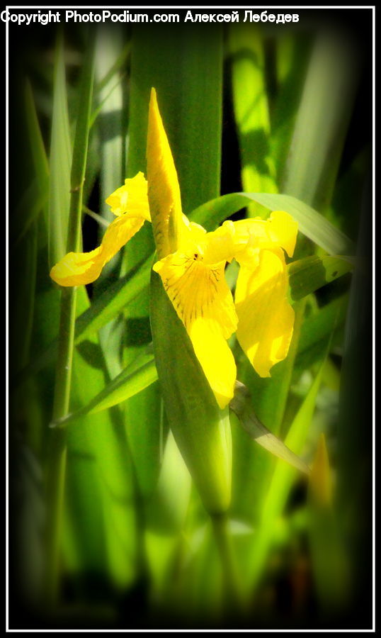 Blossom, Daffodil, Flora, Flower, Plant, Aquilegia, Gladiolus